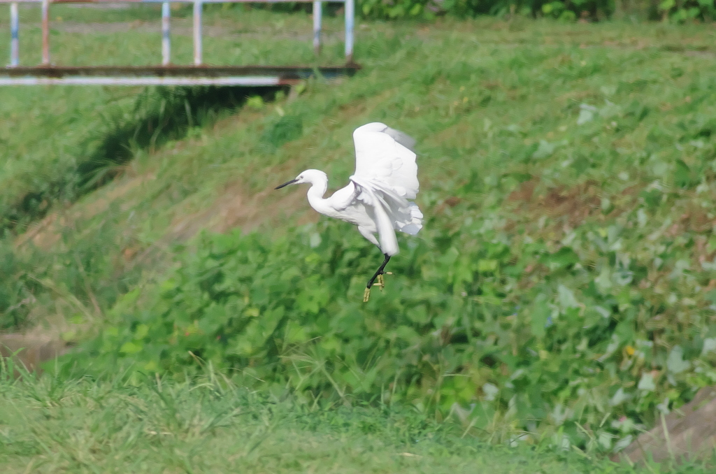 IMGP4334cu5