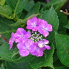 IMGP5491u5