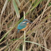 IMGP4407bu5