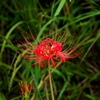 IMGP3932