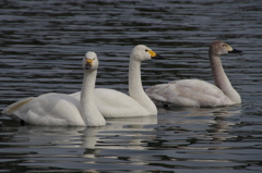 IMGP1211bu5