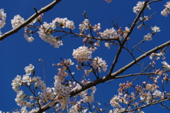 IMGP0779