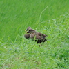 IMGP7785bu5