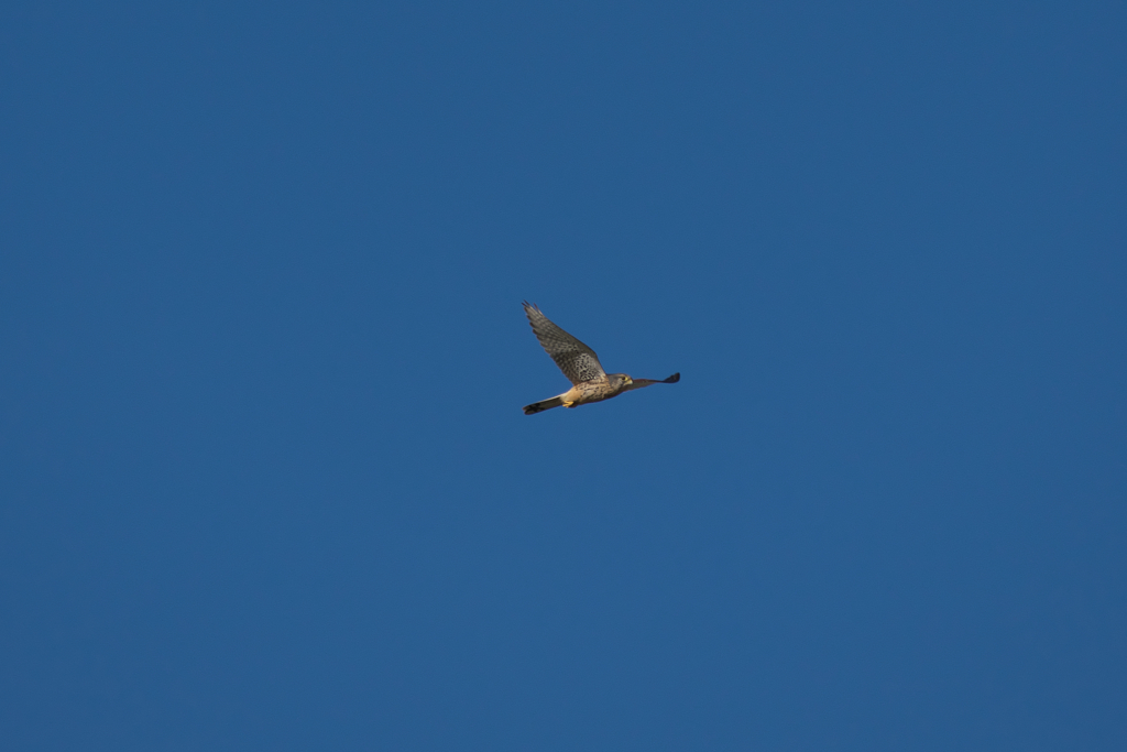 IMGP5238