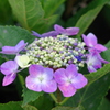 IMGP5489u5