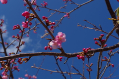 IMGP0677