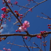 IMGP0677