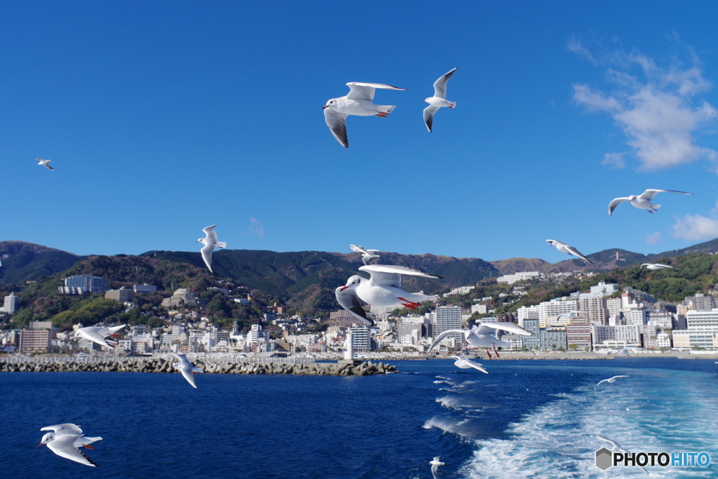 熱海・冬カモメその２