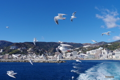 熱海・冬カモメその２