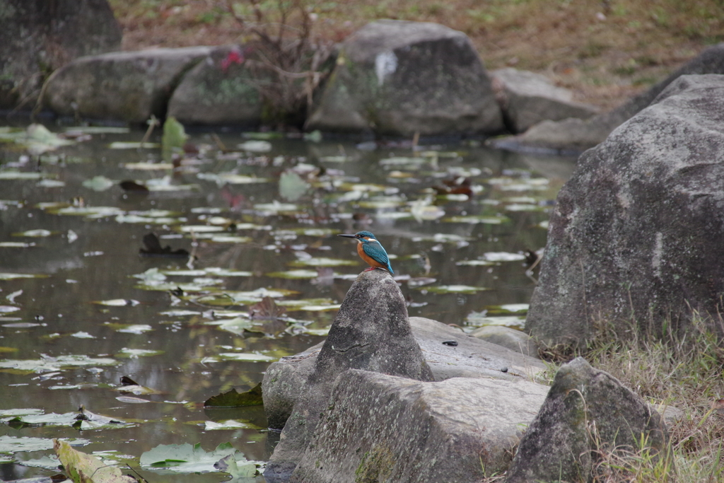 カワセミ君１