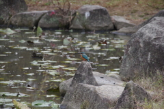 カワセミ君１