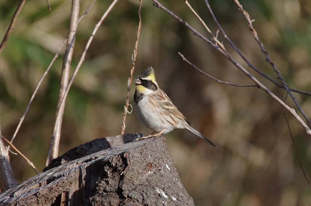 ミヤマちゃん２