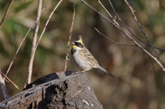 ミヤマちゃん２