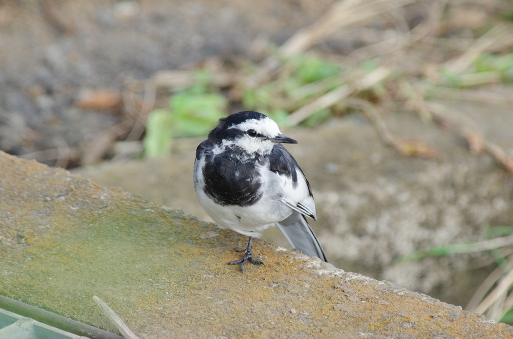 IMGP7854bu5