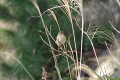 IMGP0746