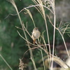 IMGP0746