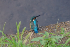 IMGP6599bu5