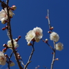 IMGP0587