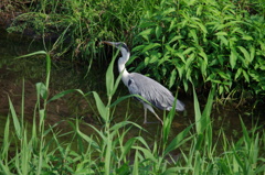 IMGP6484