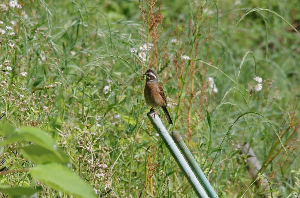 IMGP6324b