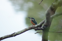 IMGP0309