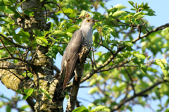 IMGP8683