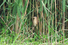IMGP1212