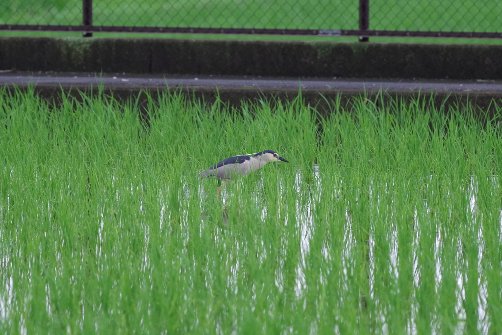 IMGP0236bu5