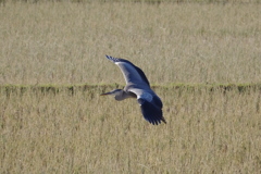 IMGP2461bu5