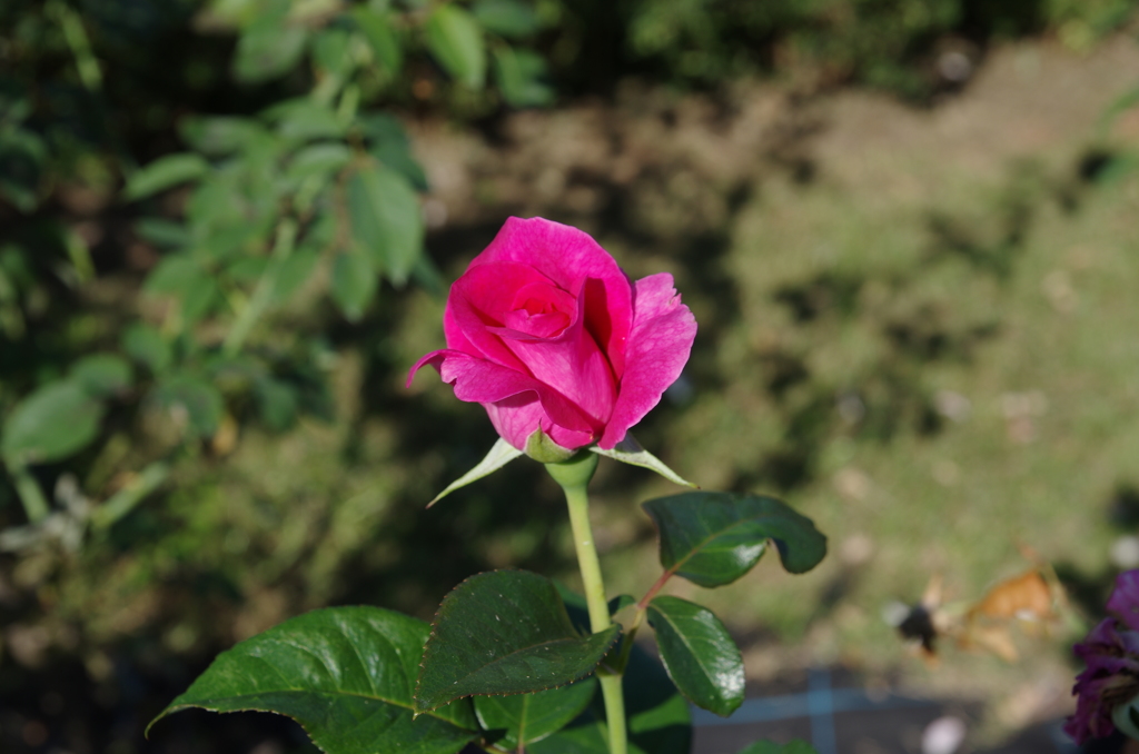 IMGP5091
