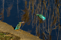 IMGP1333