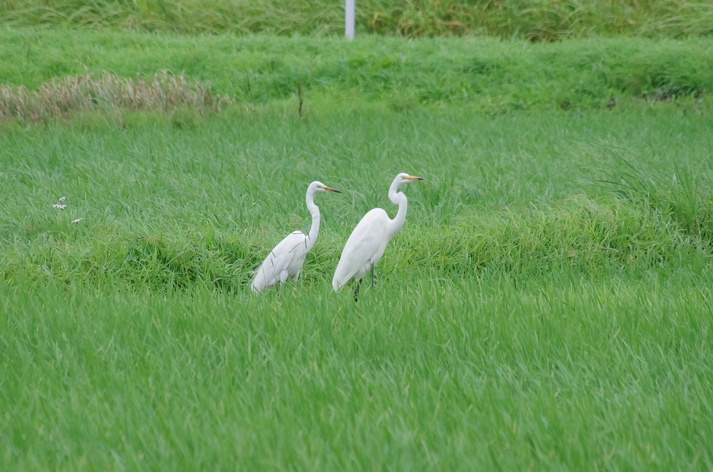 IMGP7782bu5