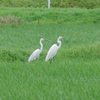 IMGP7782bu5