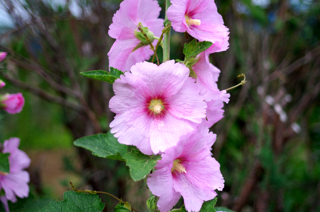 IMGP2079