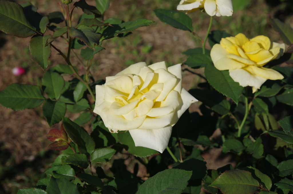 IMGP5090