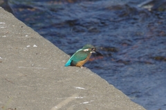 IMGP6474b