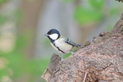 IMGP0862_sds9