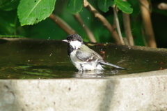 IMGP7276bu5