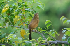 IMGP3813bu5