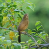 IMGP3813bu5
