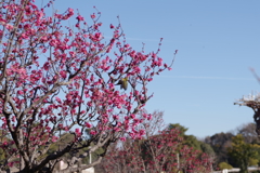 IMGP0056