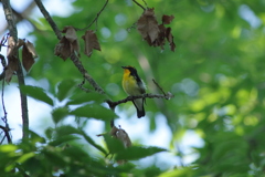 IMGP3884bu5