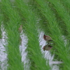 IMGP0257bu5