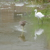 IMGP7395bu5