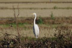 IMGP2451bu5