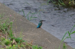 IMGP3760a