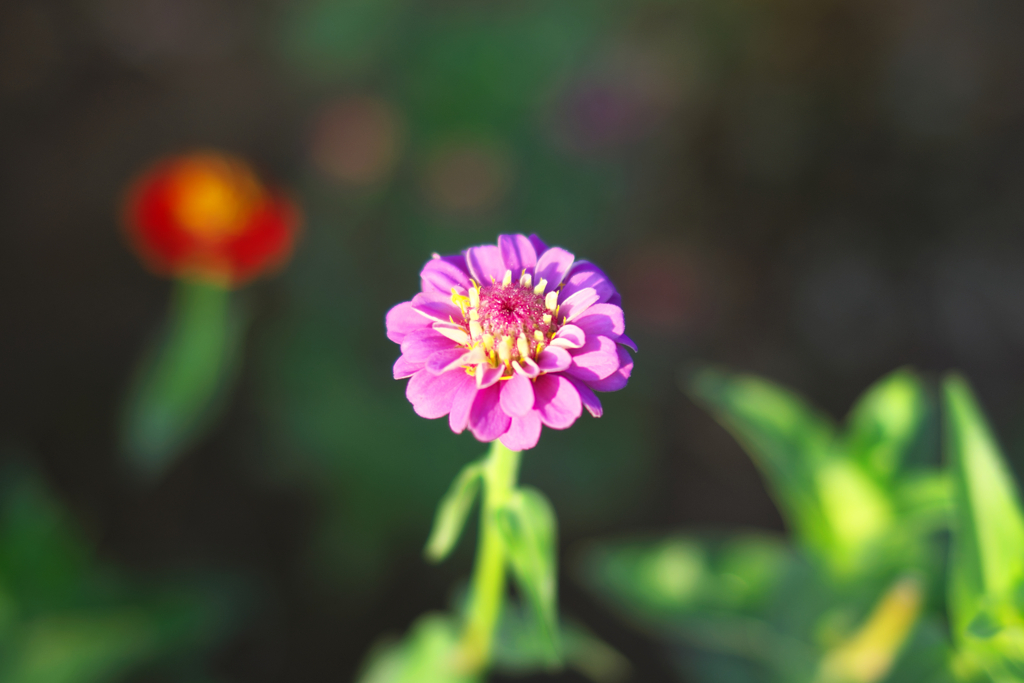 IMGP6094