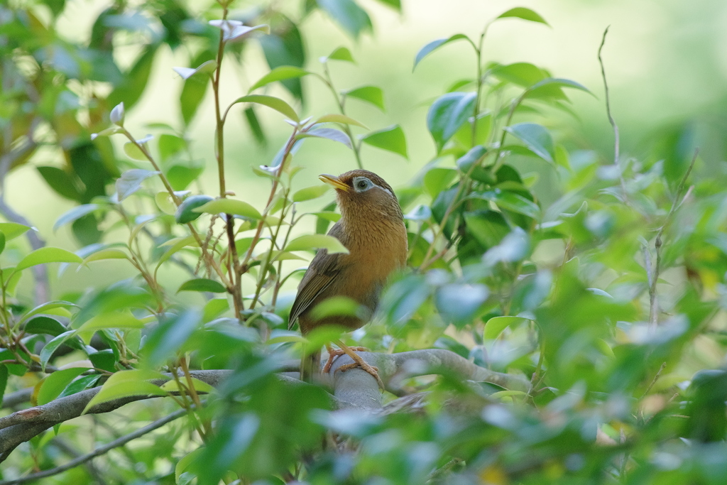 IMGP3807bu5
