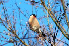 IMGP1277