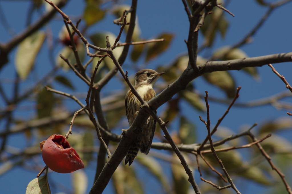 コゲラ　その３